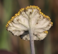 Helichrysum umbraculigerum