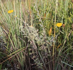 Helichrysum umbraculigerum