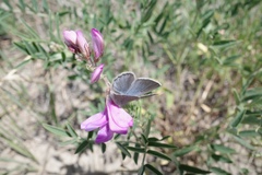 Glaucopsyche lygdamus couperi