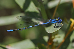 Argia leonorae