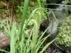 Carex gynandra