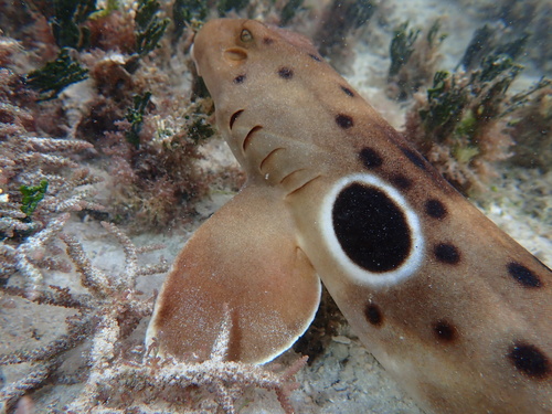 Epaulette shark (Hemiscyllium ocellatum) — Hemiscylliidae — 4