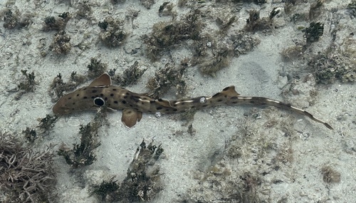 Epaulette shark (Hemiscyllium ocellatum) — Hemiscylliidae — 3