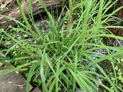 Carex gynandra
