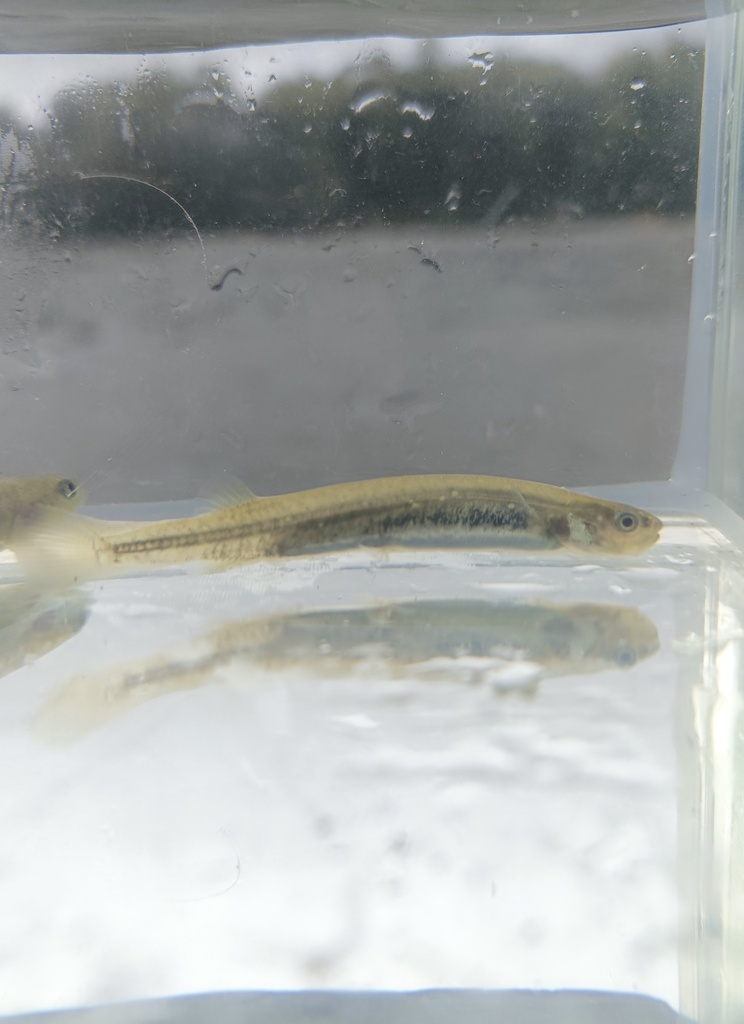 Dwarf galaxias (Galaxias divergens) — Galaxiidae
