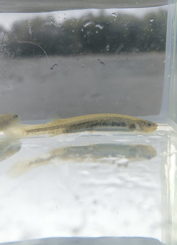 Dwarf galaxias (Galaxias divergens) — Galaxiidae