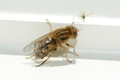 Parhelophilus laetus