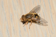 Parhelophilus laetus
