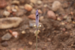 Calochortus splendens