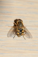 Parhelophilus laetus