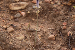 Calochortus splendens