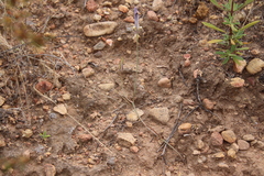 Calochortus splendens