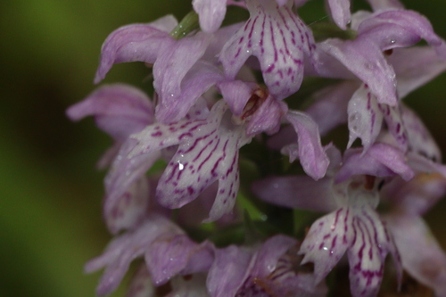 Image of Dactylorhiza saccifera by (c) Edmundas Greimas, some rights reserved (CC BY)