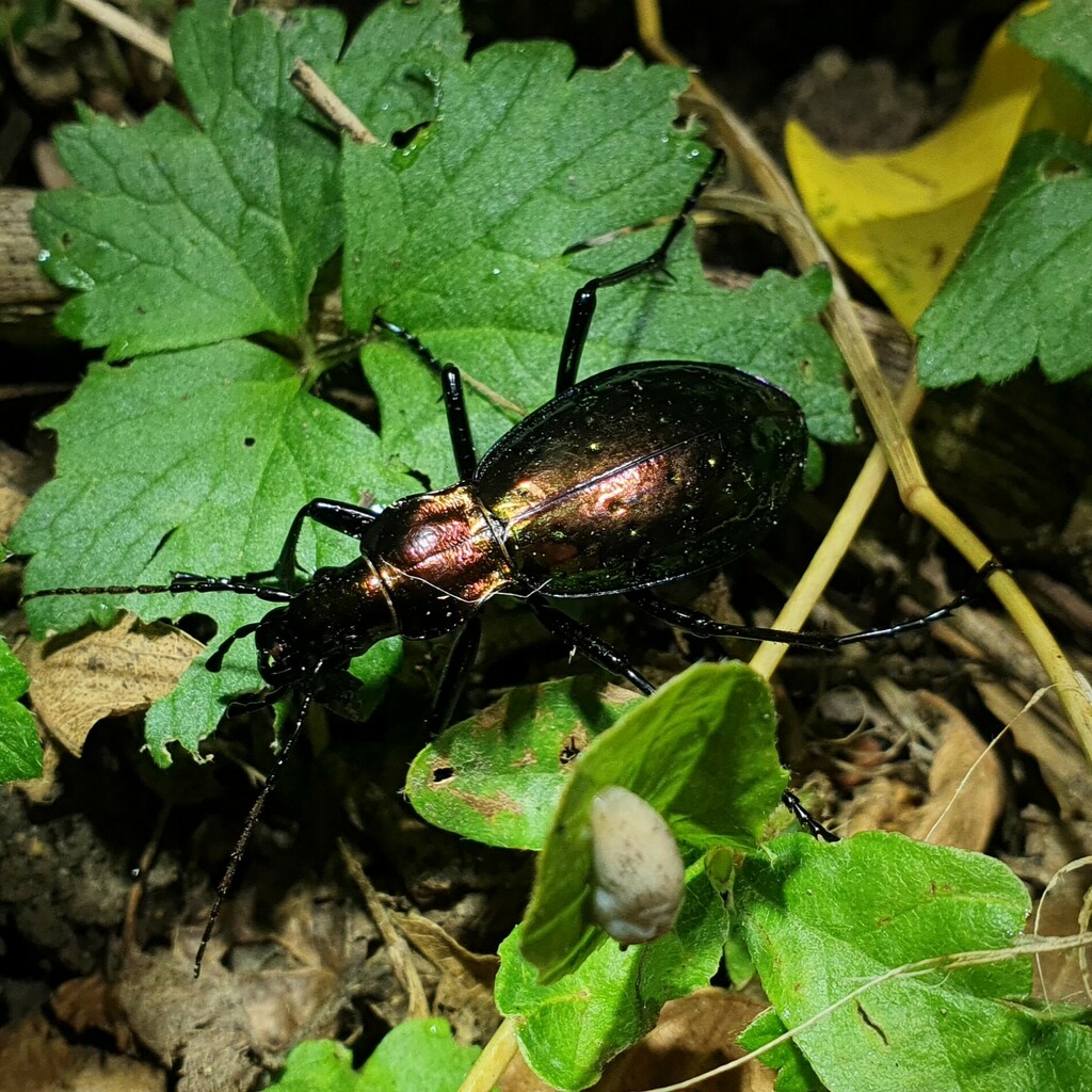 Carabus rutilans in August 2024 by BrunadelPirineu · iNaturalist