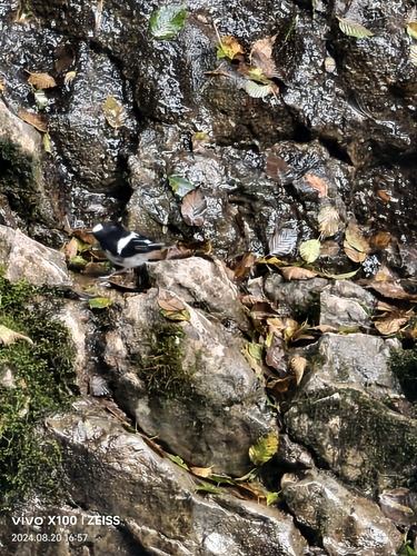 Little Forktail