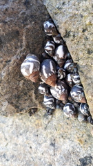 Echinolittorina peruviana