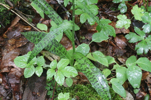 Image of Dactylorhiza saccifera by (c) Edmundas Greimas, some rights reserved (CC BY)