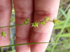 Carex echinata