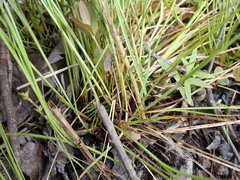 Carex echinata