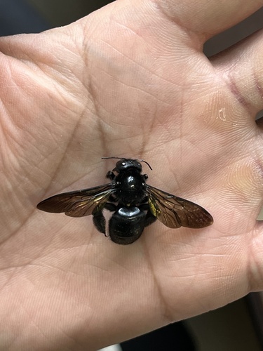 Bronze-winged Bamboo-Carpenter