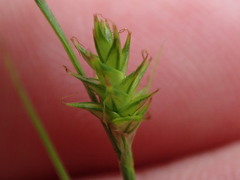 Carex echinata