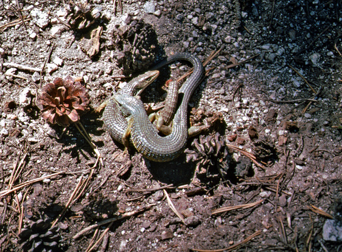 iNaturalist observation photo of Northern Alligator Lizard