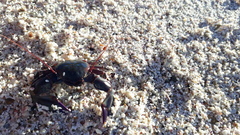 Petrolisthes violaceus