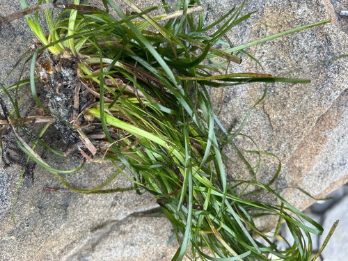 Phyllospadix iwatensis iNat (2)