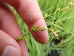 Carex canescens