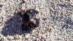 Petrolisthes violaceus