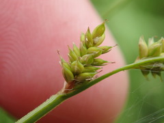 Carex canescens