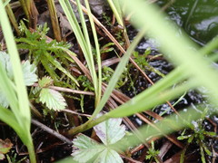 Carex canescens