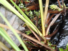 Carex canescens