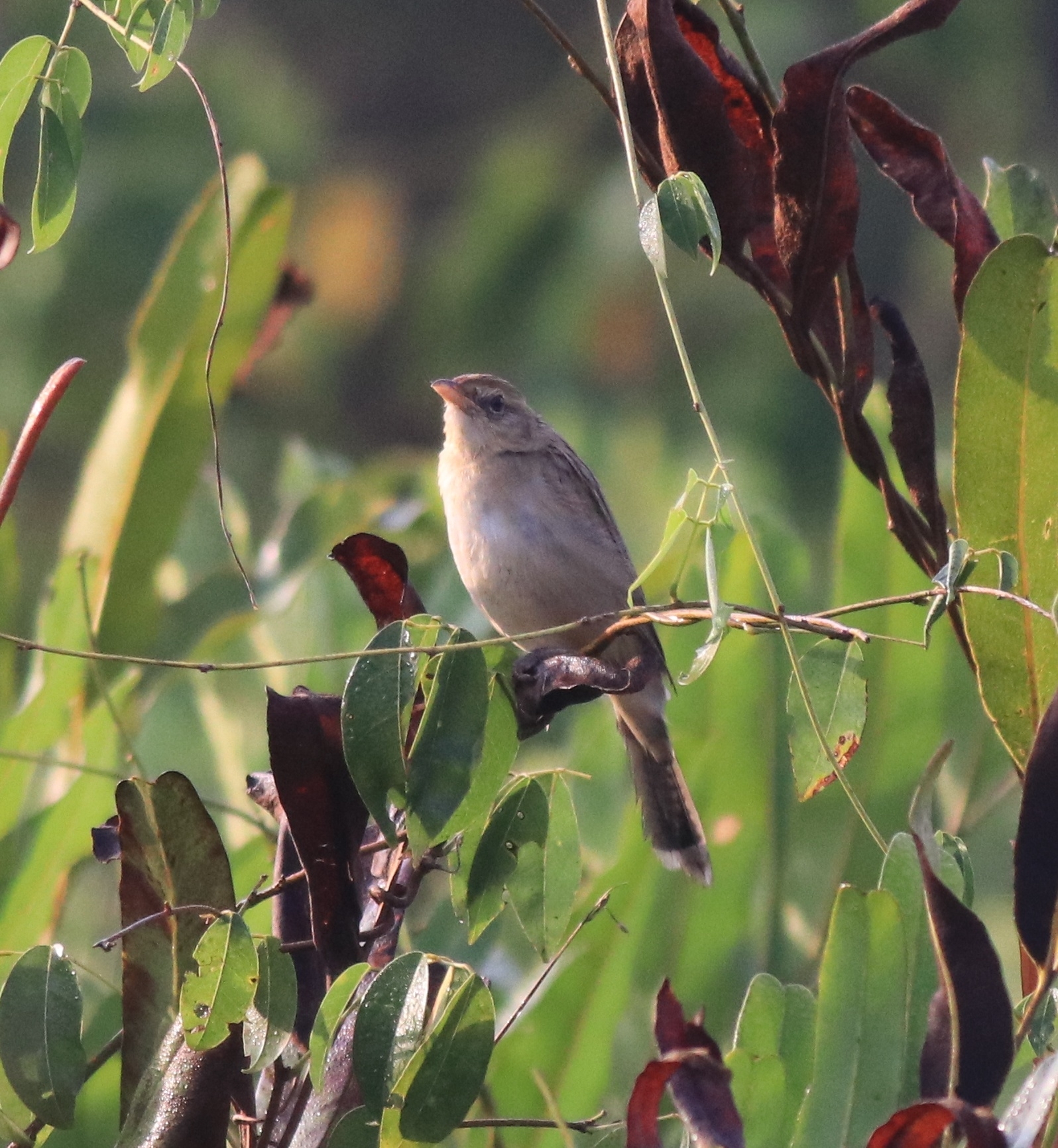 Bristled Grassbird illustration