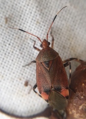 Deraeocoris olivaceus