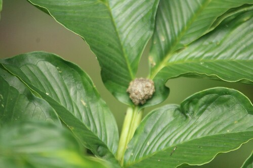 Voodoo lily (Amorphophallus bulbifer)