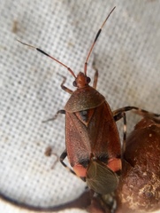 Deraeocoris olivaceus