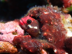 Cocos Barnacle Blenny photo 2