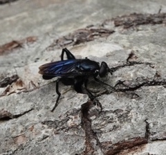 Chalcosyrphus chalybeus