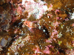 Cocos Triplefin photo 2