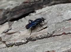 Chalcosyrphus chalybeus