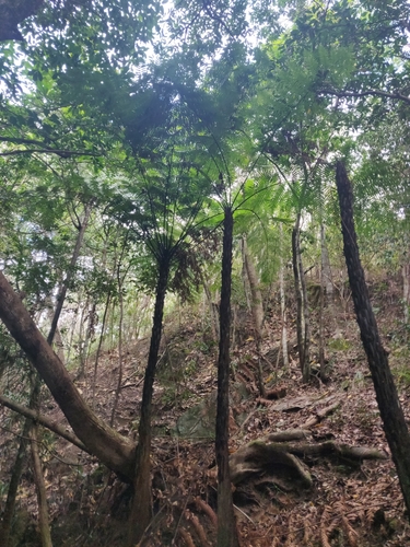 Dicksonia thyrsopteroides observed 2024-08-17
