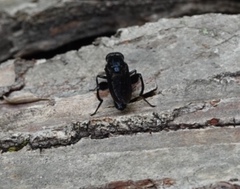 Chalcosyrphus chalybeus