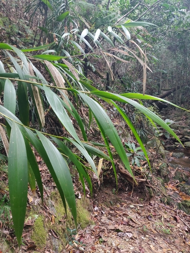 Joinvillea plicata observed 2024-08-17