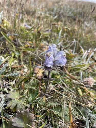 Roundleaf Monkshood (Aconitum rotundifolium)