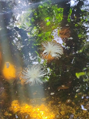 Barringtonia neocaledonica observed 2024-08-17