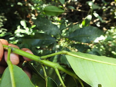 Acronychia pedunculata