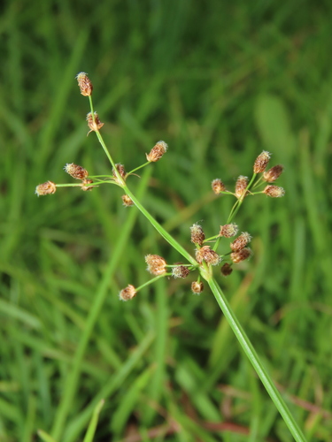 Image of Fimbristylis littoralis by (c) chiuluan, some rights reserved (CC BY)