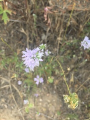 Gilia capitata