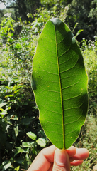 Acronychia pedunculata